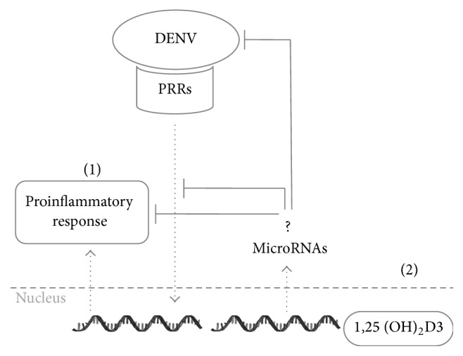 Vitamin D-Regulated MicroRNAs: Are They Protective Factors against Dengue Virus Infection?