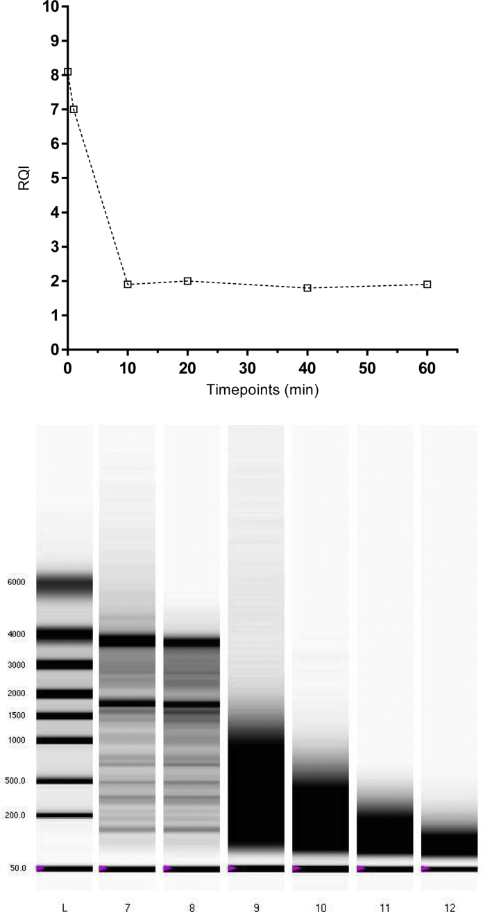 Differential amplicons (ΔAmp)—a new molecular method to assess RNA integrity