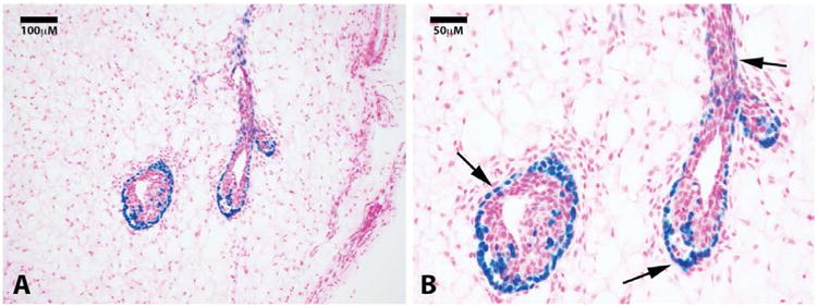 Mammary Epithelial Cell Lineage Analysis via the Lyon's Hypothesis.