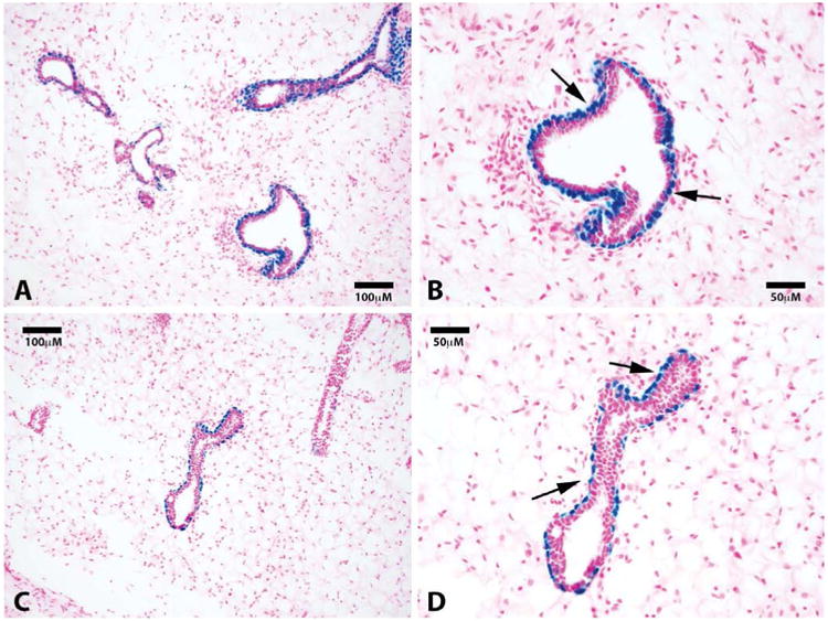 Mammary Epithelial Cell Lineage Analysis via the Lyon's Hypothesis.