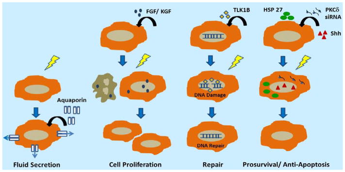 Promising Gene Therapeutics for Salivary Gland Radiotoxicity.