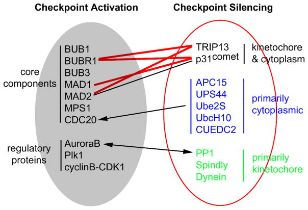 The mitotic checkpoint complex (MCC): looking back and forth after 15 years.