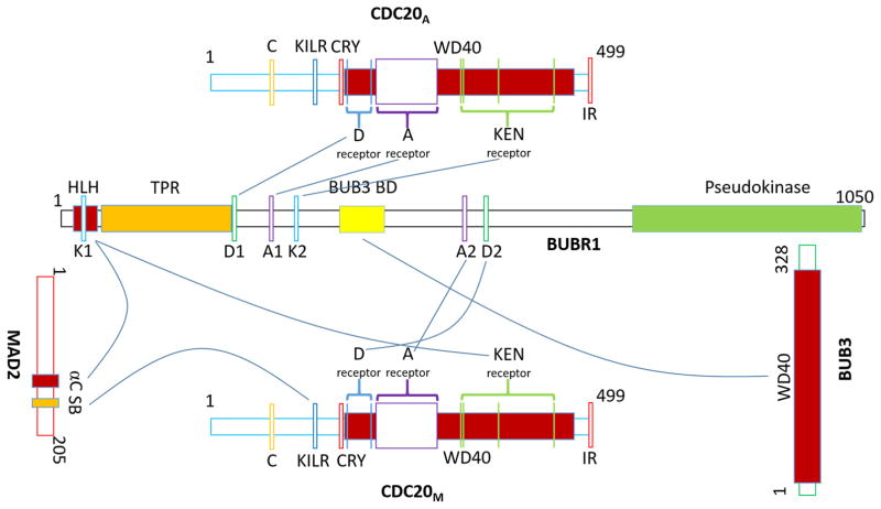 The mitotic checkpoint complex (MCC): looking back and forth after 15 years.