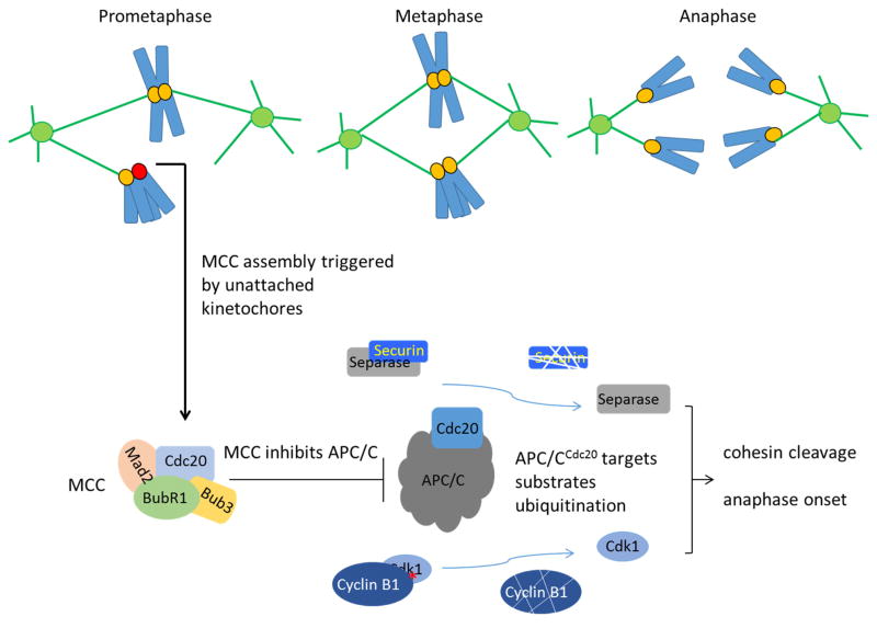 The mitotic checkpoint complex (MCC): looking back and forth after 15 years.