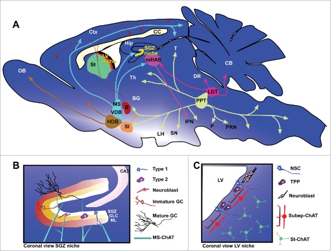 Cholinergic Circuit Control of Postnatal Neurogenesis.