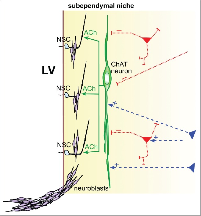 Cholinergic Circuit Control of Postnatal Neurogenesis.