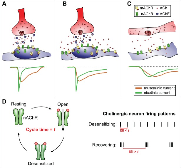 Cholinergic Circuit Control of Postnatal Neurogenesis.