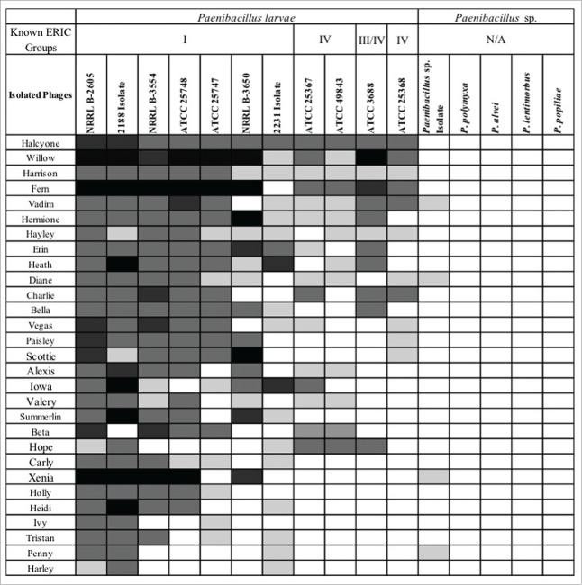 Experimental bacteriophage treatment of honeybees (<i>Apis mellifera</i>) infected with <i>Paenibacillus larvae</i>, the causative agent of American Foulbrood Disease.