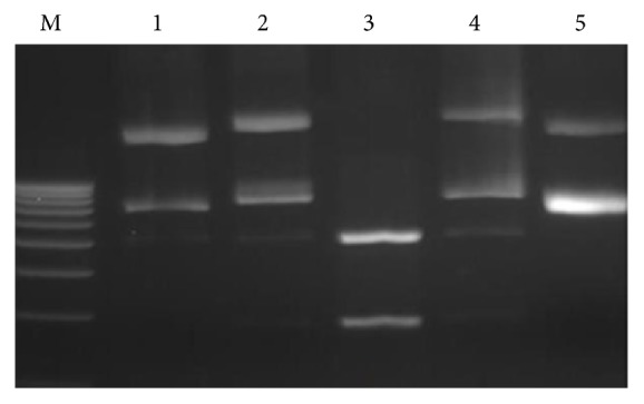 SCAR Marker for Identification and Discrimination of Commiphora wightii and C. myrrha.