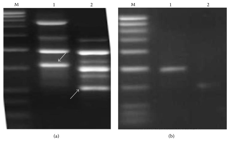 SCAR Marker for Identification and Discrimination of Commiphora wightii and C. myrrha.