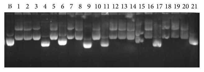 SCAR Marker for Identification and Discrimination of Commiphora wightii and C. myrrha.