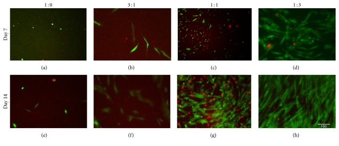 An Optimized Injectable Hydrogel Scaffold Supports Human Dental Pulp Stem Cell Viability and Spreading.