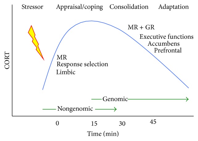 Coping with the Forced Swim Stressor: Towards Understanding an Adaptive Mechanism.