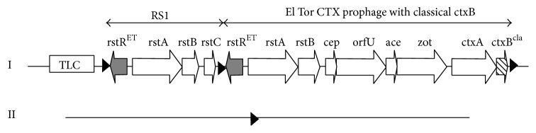 Emergence of Tetracycline Resistant Vibrio cholerae O1 Biotype El Tor Serotype Ogawa with Classical ctxB Gene from a Cholera Outbreak in Odisha, Eastern India.
