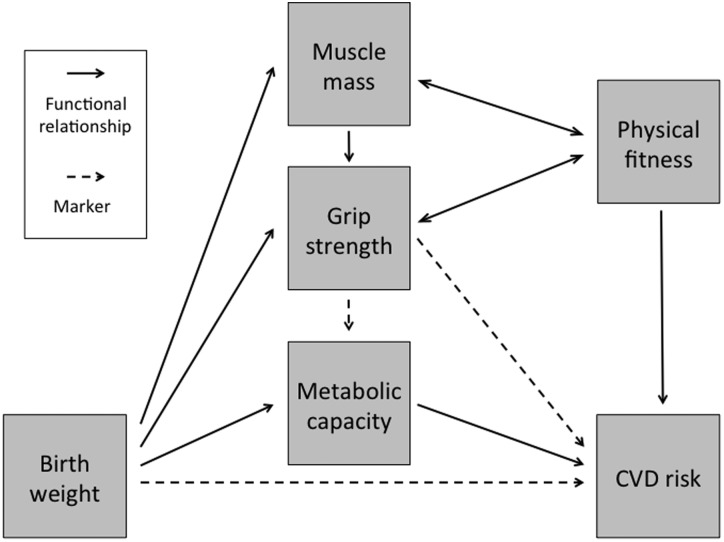 Body composition and the monitoring of non-communicable chronic disease risk.