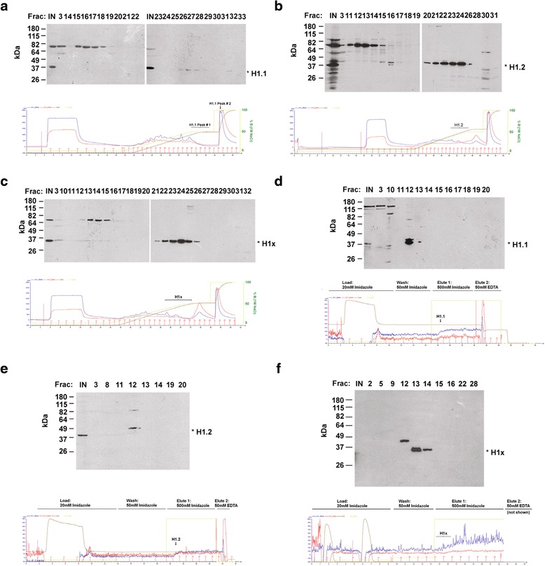 Identification of replication-dependent and replication-independent linker histone complexes: Tpr specifically promotes replication-dependent linker histone stability.
