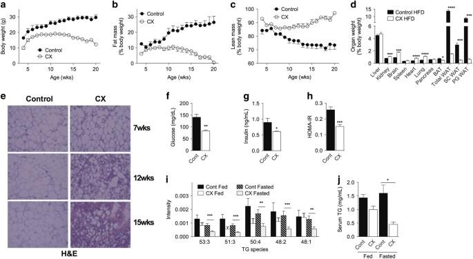 Increased oxidative phosphorylation in response to acute and chronic DNA damage