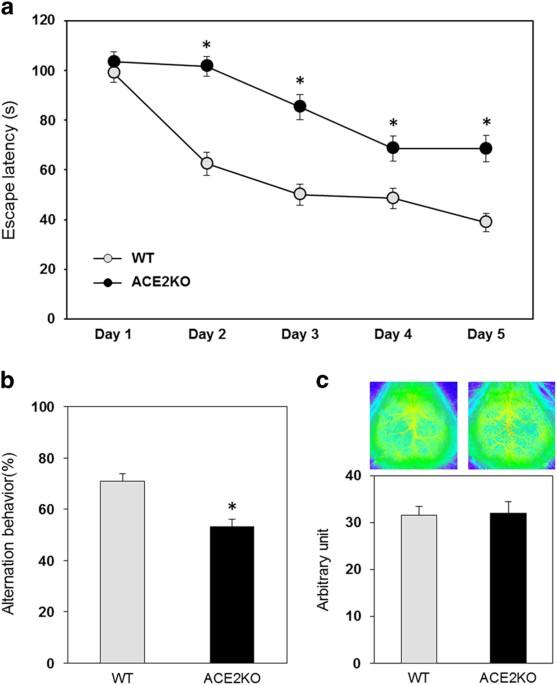 Deficiency of angiotensin-converting enzyme 2 causes deterioration of cognitive function