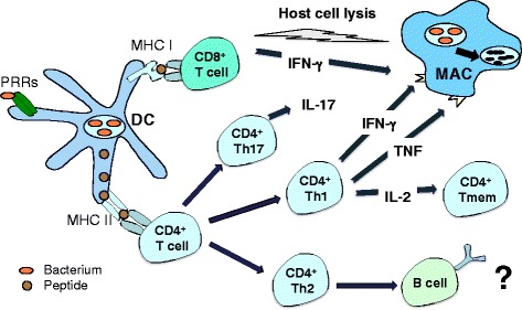 Novel vaccination approaches to prevent tuberculosis in children.
