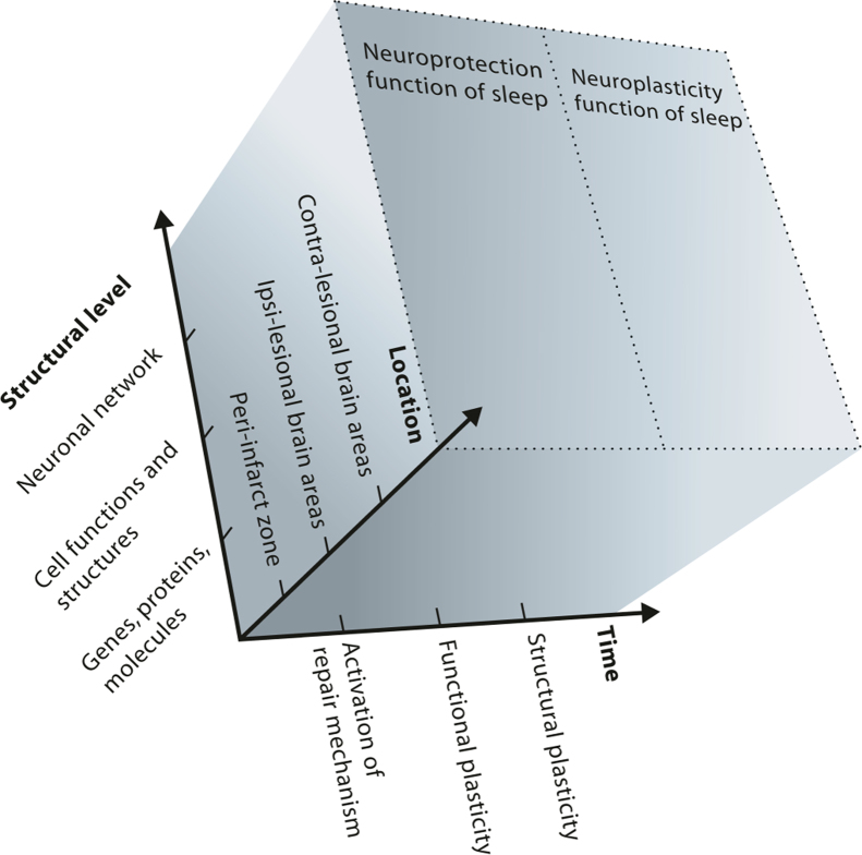 The role of sleep in recovery following ischemic stroke: A review of human and animal data