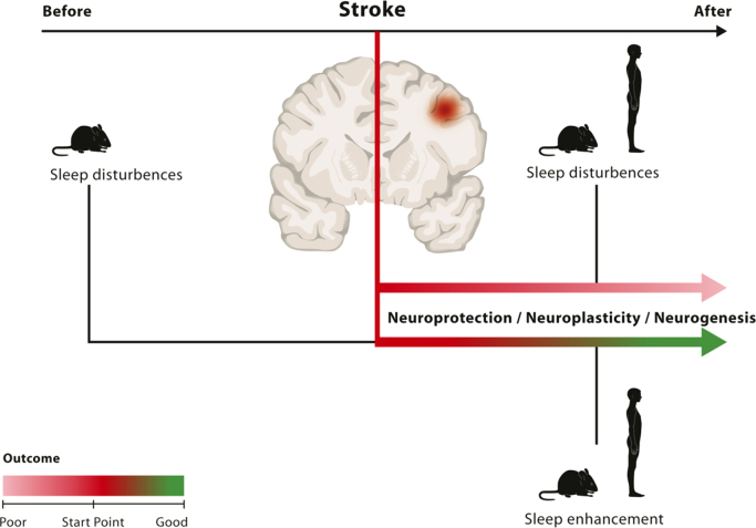 The role of sleep in recovery following ischemic stroke: A review of human and animal data