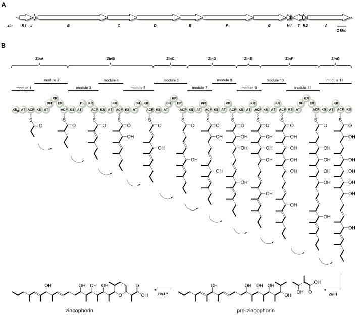 Zincophorin - biosynthesis in Streptomyces griseus and antibiotic properties.