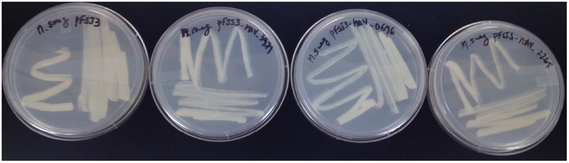 Identification of Prophages within the <i>Mycobacterium avium</i> 104 Genome and the Link of Their Function Regarding to Environment Survival.