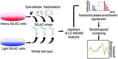 Proteomics profiling of interactome dynamics by colocalisation analysis (COLA)†
