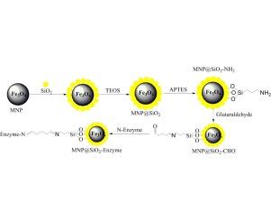 Catalase immobilization on amino-activated Fe3O4@SiO2 nanoparticles: Loading density affected activity recovery of catalase