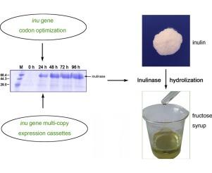 High-level secretory expression of Aspergillus exo-inulinase and its use in the preparation of fructose syrup from inulin