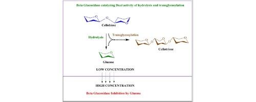 Two- way dynamics in β-glucosidase catalysis