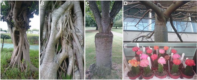 Plant grafting: insights into tissue regeneration.