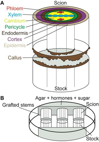 Plant grafting: insights into tissue regeneration.