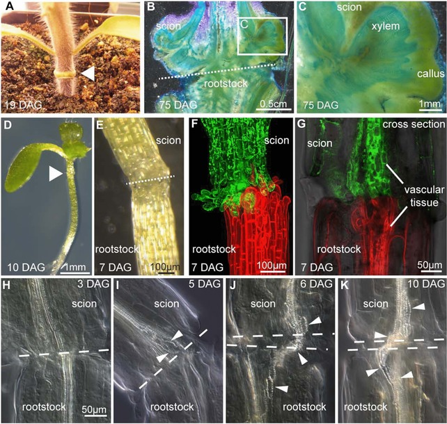 Plant grafting: insights into tissue regeneration.