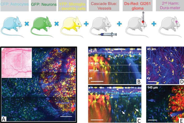 Advances in Intravital Non-Linear Optical Imaging of the Central Nervous System in Rodents.