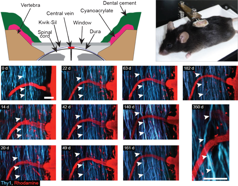 Advances in Intravital Non-Linear Optical Imaging of the Central Nervous System in Rodents.