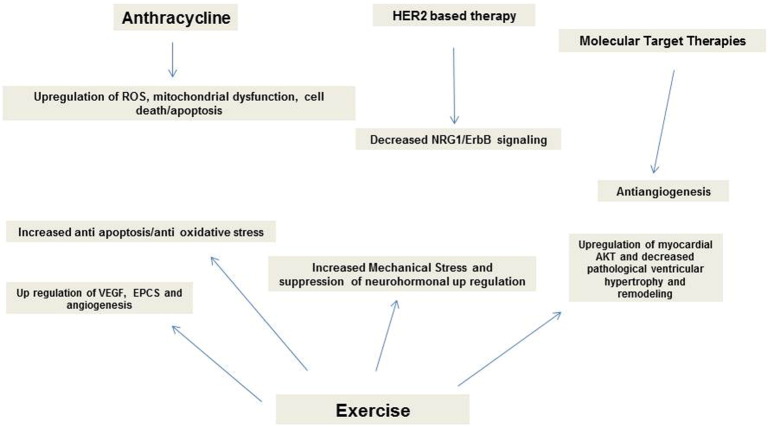 Heart failure in chemotherapy-related cardiomyopathy: Can exercise make a difference?