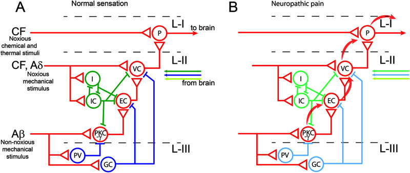 Glycinergic transmission: glycine transporter GlyT2 in neuronal pathologies.