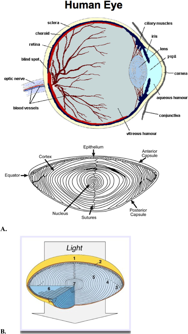 Generation of reactive oxygen species in the anterior eye segment. Synergistic codrugs of N-acetylcarnosine lubricant eye drops and mitochondria-targeted antioxidant act as a powerful therapeutic platform for the treatment of cataracts and primary open-angle glaucoma