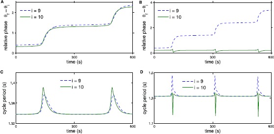 Entrainment Ranges for Chains of Forced Neural and Phase Oscillators.