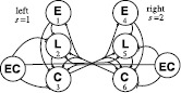 Entrainment Ranges for Chains of Forced Neural and Phase Oscillators.