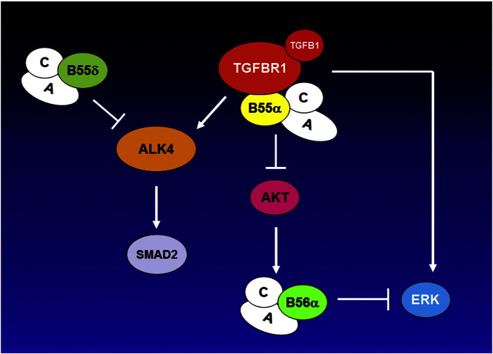 The broken “Off” switch in cancer signaling: PP2A as a regulator of tumorigenesis, drug resistance, and immune surveillance