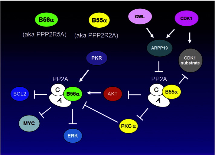 The broken “Off” switch in cancer signaling: PP2A as a regulator of tumorigenesis, drug resistance, and immune surveillance