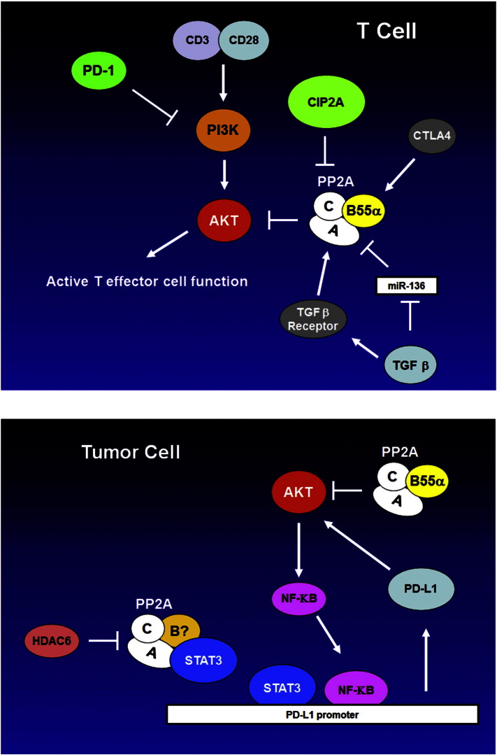 The broken “Off” switch in cancer signaling: PP2A as a regulator of tumorigenesis, drug resistance, and immune surveillance