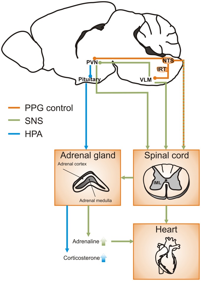 The physiological role of the brain GLP-1 system in stress.