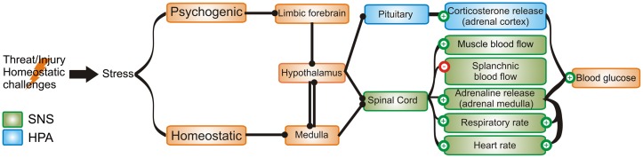 The physiological role of the brain GLP-1 system in stress.