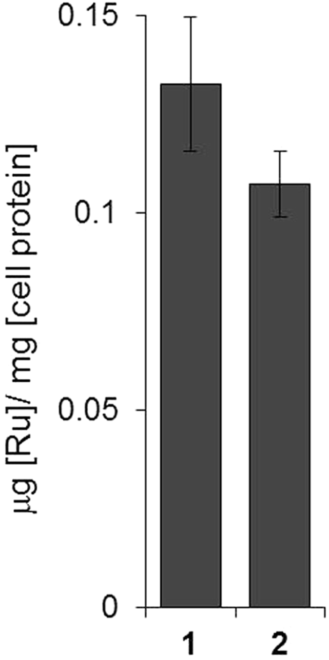 Corrigendum: A ruthenium polypyridyl intercalator stalls DNA replication forks, radiosensitizes human cancer cells and is enhanced by Chk1 inhibition.