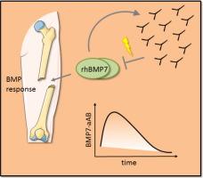 Treatment with recombinant human bone morphogenetic protein 7 leads to a transient induction of neutralizing autoantibodies in a subset of patients