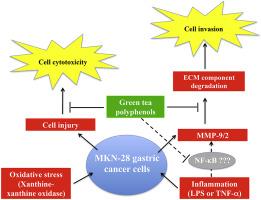 Green tea polyphenols affect invasiveness of human gastric MKN-28 cells by inhibition of LPS or TNF-α induced Matrix Metalloproteinase-9/2