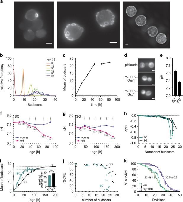 The oxidation state of the cytoplasmic glutathione redox system does not correlate with replicative lifespan in yeast